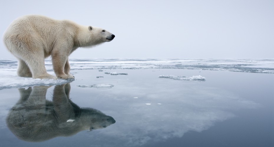 Polar Bear (Ursus maritimus) reflected in pools on melting ice on Sabinebukta Bay at Irminger Point. Photograph by Paul Souders.