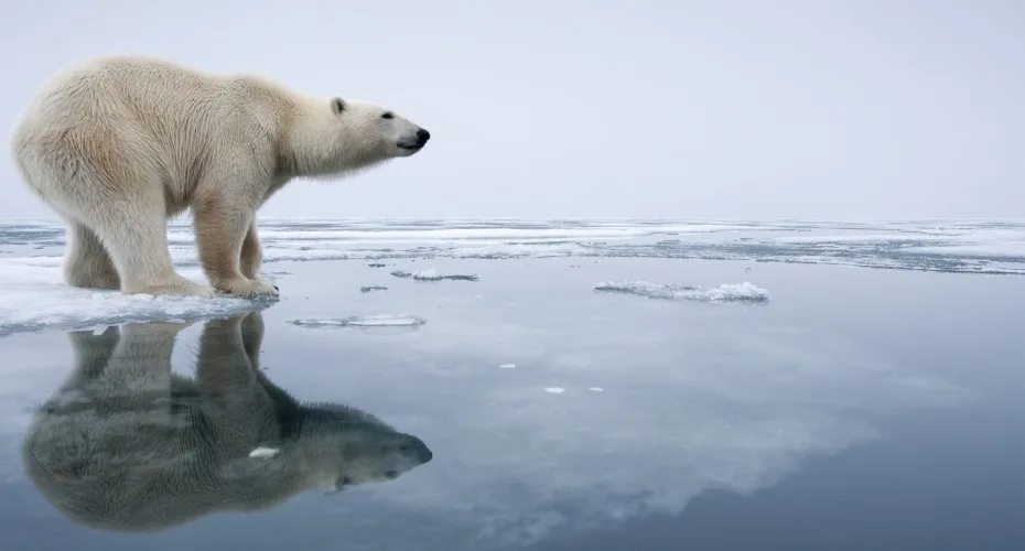 A polar bear stands on a large ice floe in the Arctic, surrounded by a vast, icy landscape.
