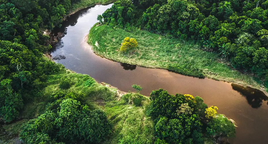 Aerial view of a river winding through the lush green jungle, showcasing the beauty of nature's untouched wilderness.