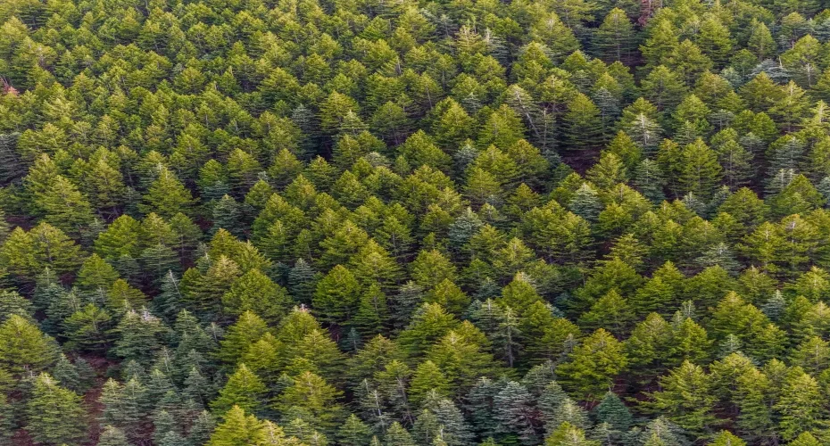 Aerial view showcasing a dense forest of tall pine trees, highlighting the lush green canopy and natural patterns.