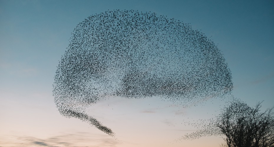Peachy and blue sky with a starling murmuration in the shape of a speech bubble. Bottom of the image shows a silhouette of a bare tree and wispy clouds