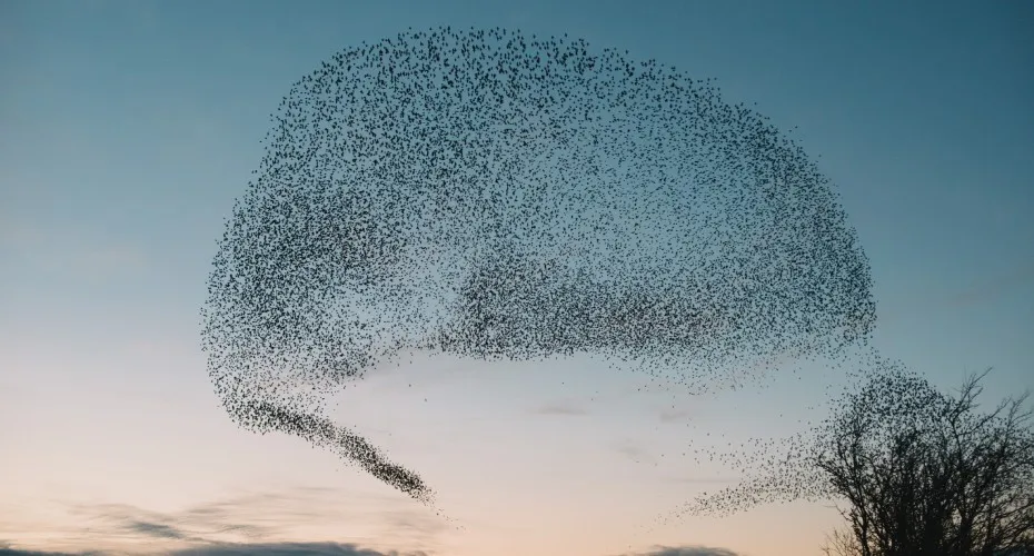 A flock of starlings gracefully flying in formation over a lush green field under a clear blue sky.